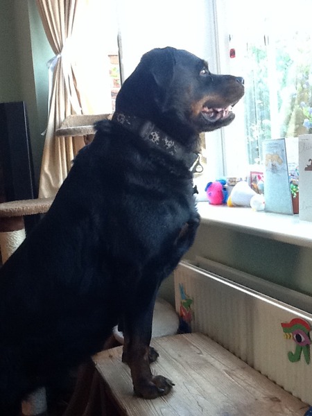 I know he's just a dog, but please send good vibes