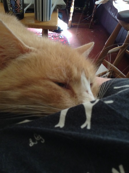 Shall we show off our cats? &#55357&#56832&#55357&#56832&#55357&#56832&#55357&#56832