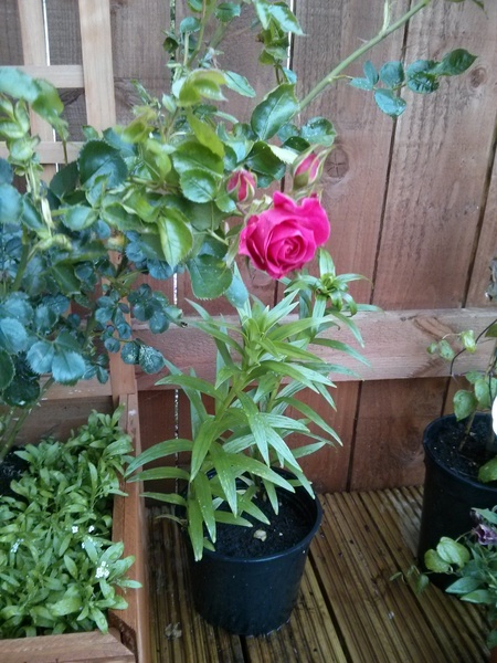 He who dares not grasp the thorn should never crave the rose