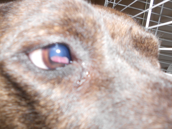 Rescue staffy has a cloudy eye.