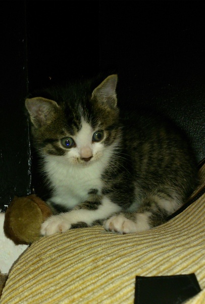 Our new kitten arrives today