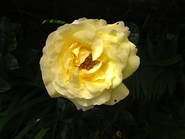 A garden is a lovesome thing, God wot!