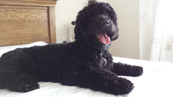Please only tell me good things about your poodle/spaniel cross ...