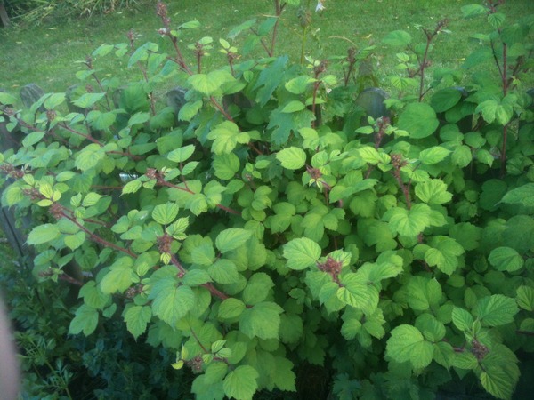 A garden is a lovesome thing, God wot!