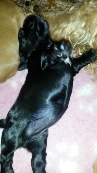 Puppy pictures
