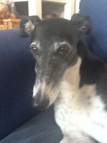 I know he's just a dog, but please send good vibes