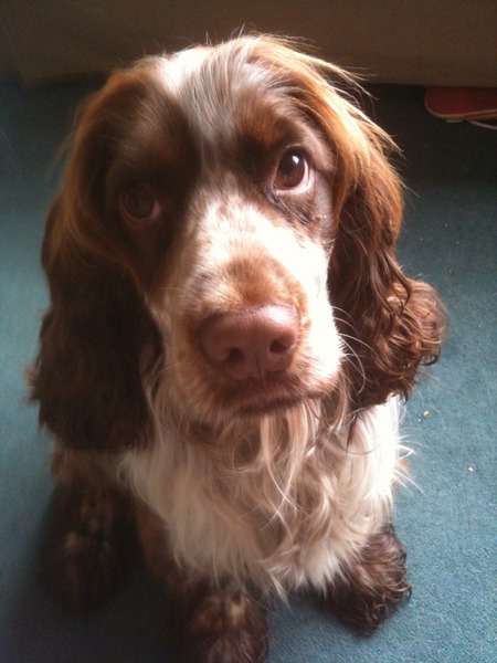 I know he's just a dog, but please send good vibes