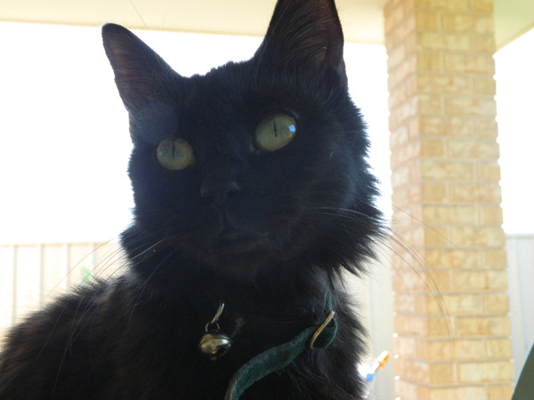 Shall we show off our cats? &#55357&#56832&#55357&#56832&#55357&#56832&#55357&#56832