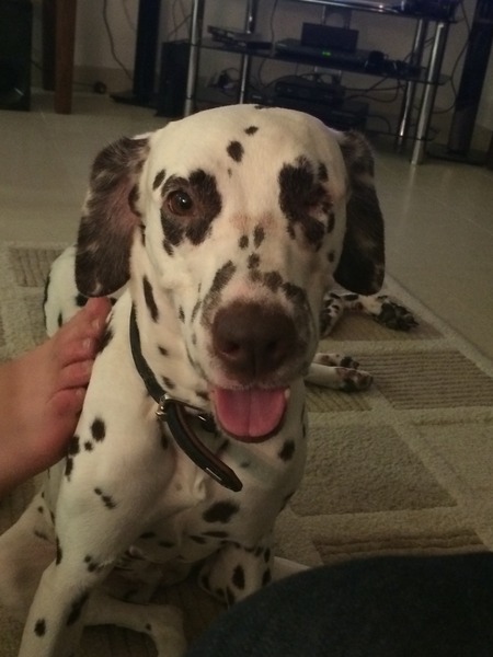 Dog Smiles