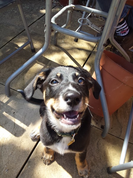 I know he's just a dog, but please send good vibes