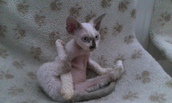 Baby Cat!