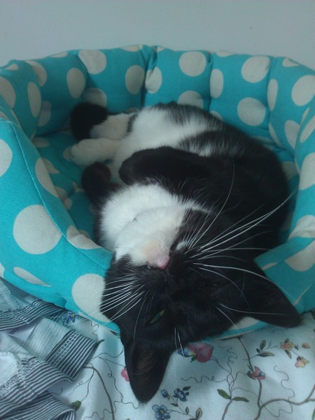 Vaccines have made my cat poorly :(