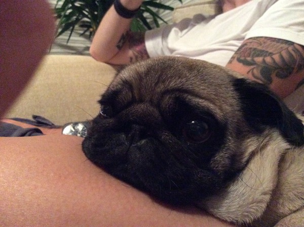 My puppy nips at me when overexcited