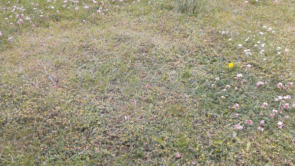 Clay soil, lawn full of moss and weeds, is now a good time for a feed and weed treatment?
