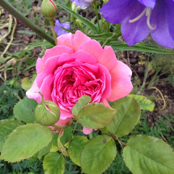 He who dares not grasp the thorn should never crave the rose