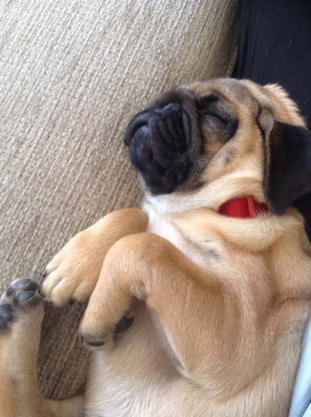 To wonder how anyone manages to get anything done with a puppy in the house?