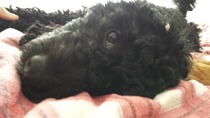 So, this is me trying to have a lie in
