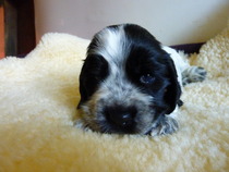 Maintaining weight & cheaters confessional