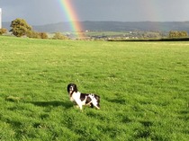 Our beloved Springer died today