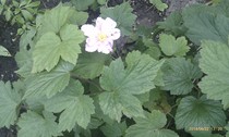 what is this flowering plant called?