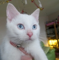 Shall we show off our cats? &#55357&#56832&#55357&#56832&#55357&#56832&#55357&#56832
