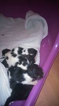 Squeeeee!! 3 day old kitten pics!