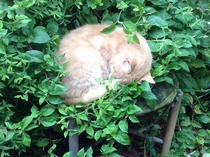 Shall we show off our cats? &#55357&#56832&#55357&#56832&#55357&#56832&#55357&#56832