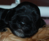 Puppy pictures