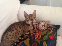 Shall we show off our cats? &#55357&#56832&#55357&#56832&#55357&#56832&#55357&#56832