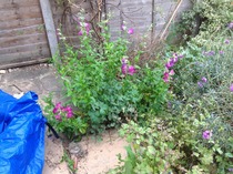 A garden is a lovesome thing, God wot!