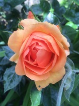 A garden is a lovesome thing, God wot!
