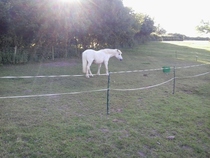 Grazing muzzle