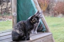 Shall we show off our cats? &#55357&#56832&#55357&#56832&#55357&#56832&#55357&#56832