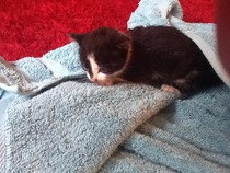 Found a kitten!!!