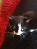 Found a kitten!!!