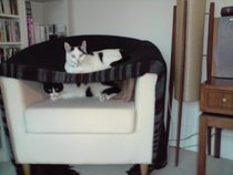 Shall we show off our cats? &#55357&#56832&#55357&#56832&#55357&#56832&#55357&#56832