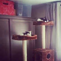 Resident cat, new kitten issues - need some reassurance...