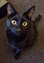 Shall we show off our cats? &#55357&#56832&#55357&#56832&#55357&#56832&#55357&#56832