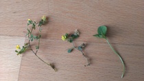 Clay soil, lawn full of moss and weeds, is now a good time for a feed and weed treatment?