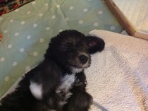 How often should I play with puppy?