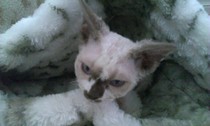 Baby Cat!