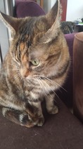 Picking up our new rescue cat tomorrow!
