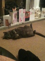 What breed (cross) is my cat? (If any).
