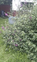 can you name this flowering plant? (2 pics)