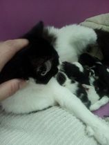 Squeeeee!! 3 day old kitten pics!
