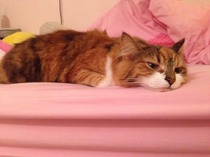 AIBU to show you all a picture of the gorgeous male who's keeping me company this evening...