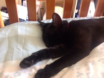 Shall we show off our cats? &#55357&#56832&#55357&#56832&#55357&#56832&#55357&#56832