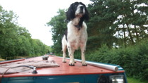 Our beloved Springer died today