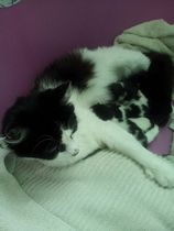 Squeeeee!! 3 day old kitten pics!