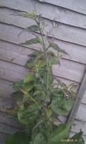 can you name these flowering and not-yet flowering plants?